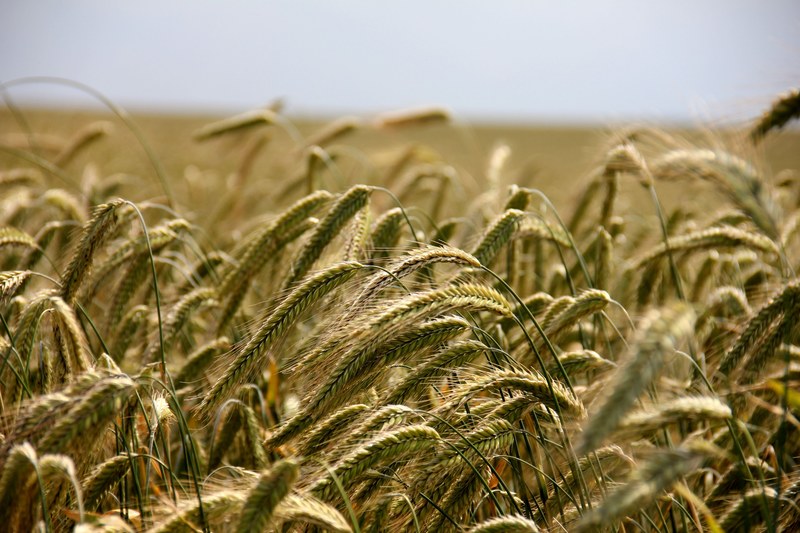 field cereals rye agriculture rye field arable 4k