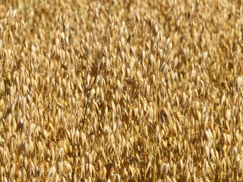 field oats oat field arable cereals grain 4k