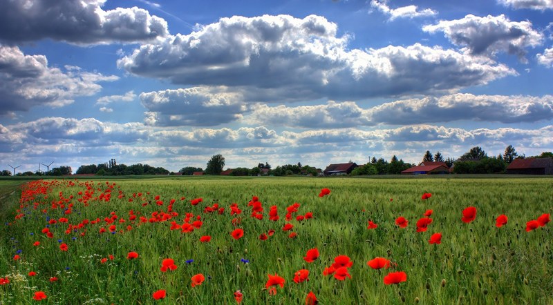 field of poppies brandenburg nature 4k