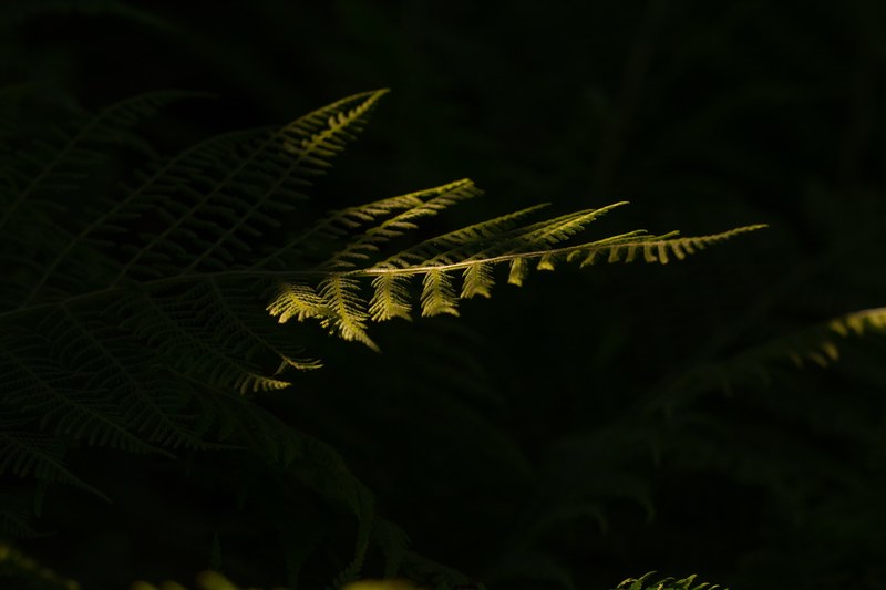 fern green forest leaf fern plant nature leaf 4k