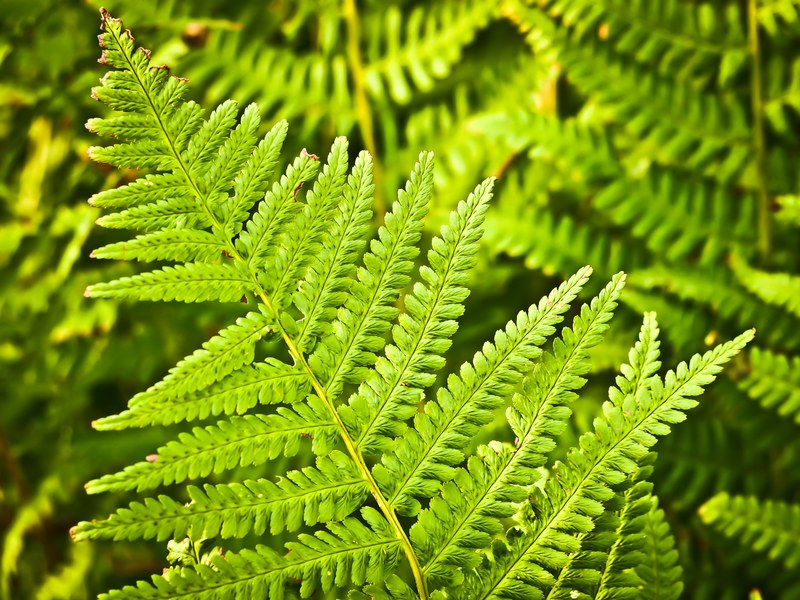 fern nature green plant forest leaves flora 4k