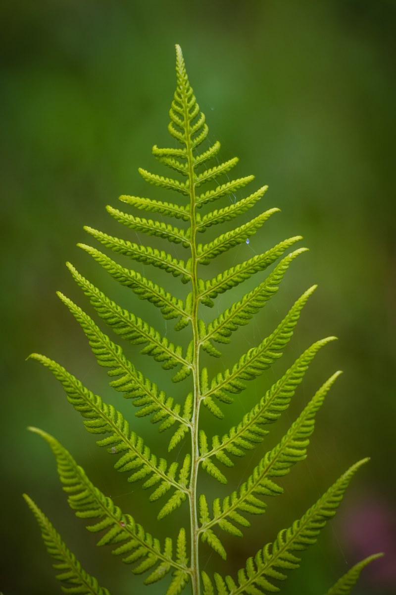 fern plant green photosynthesis leaves nature 4k