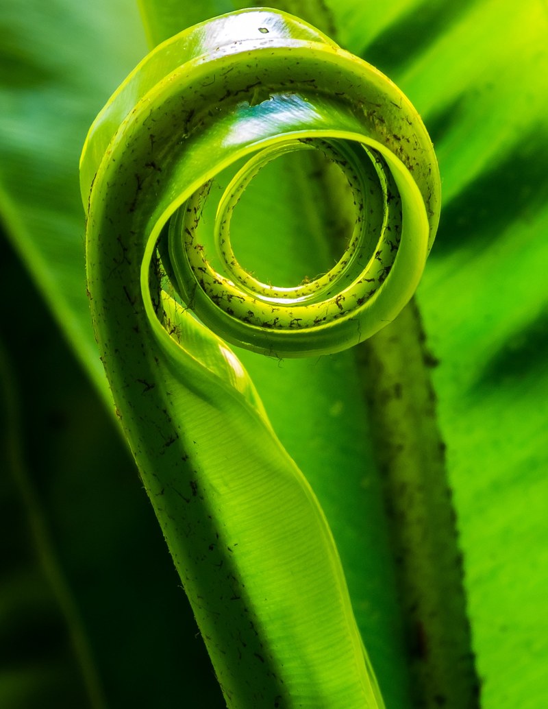 fern leaf plant leaf fern green rolled up rolled 4k