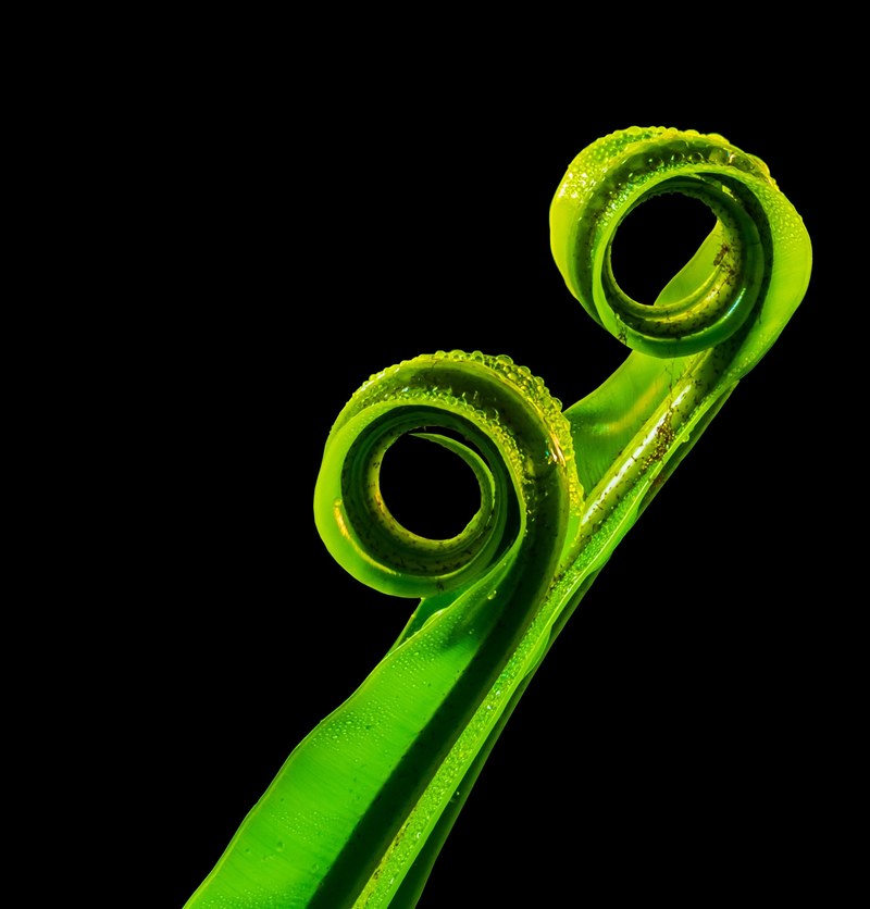 fern leaf fern green 4k