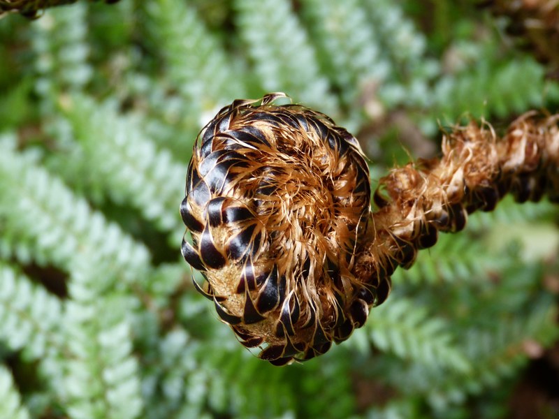 fern green plant forest leaf nature bud 4k