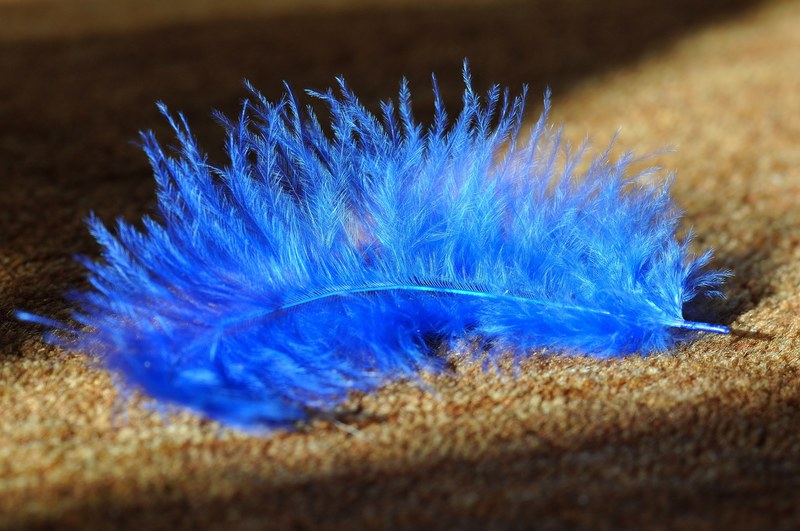 feather blue animal springs bird feather airy 4k