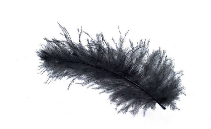 feather down feather bird feather slightly airy 4k