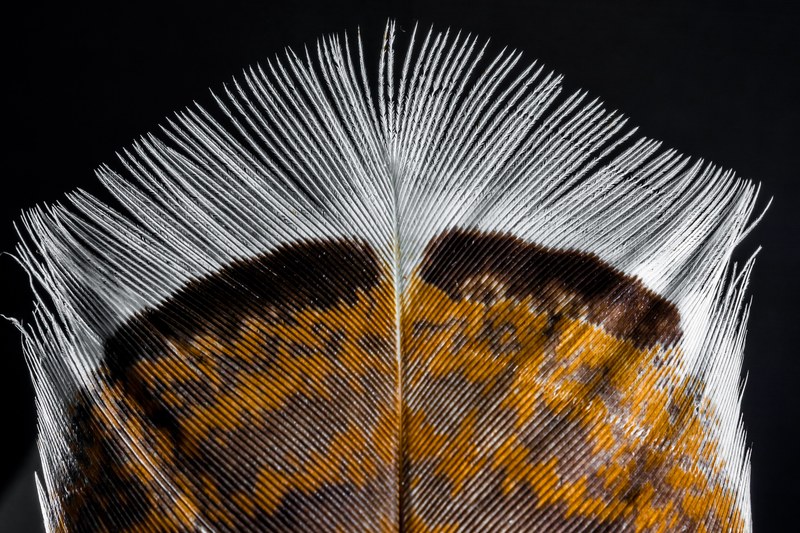 feather bird feather turkey feather 4k