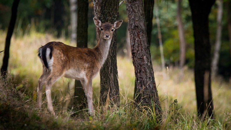 fallow deer dama dama female tree forest nature 4k