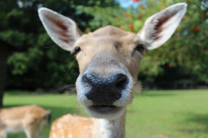 fallow deer reindeer roe deer animal wild 4k