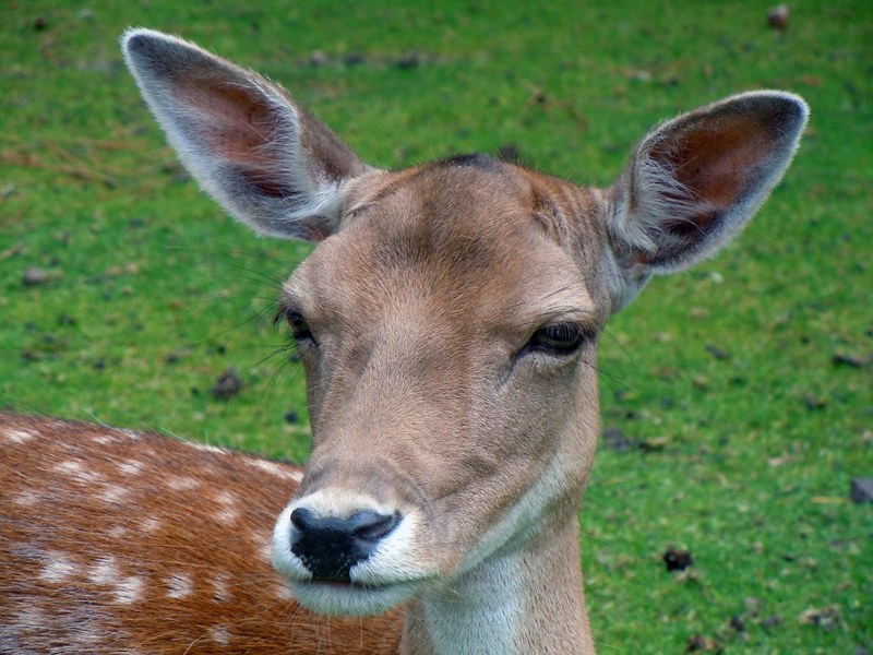 fallow deer roe deer animal mammal 4k