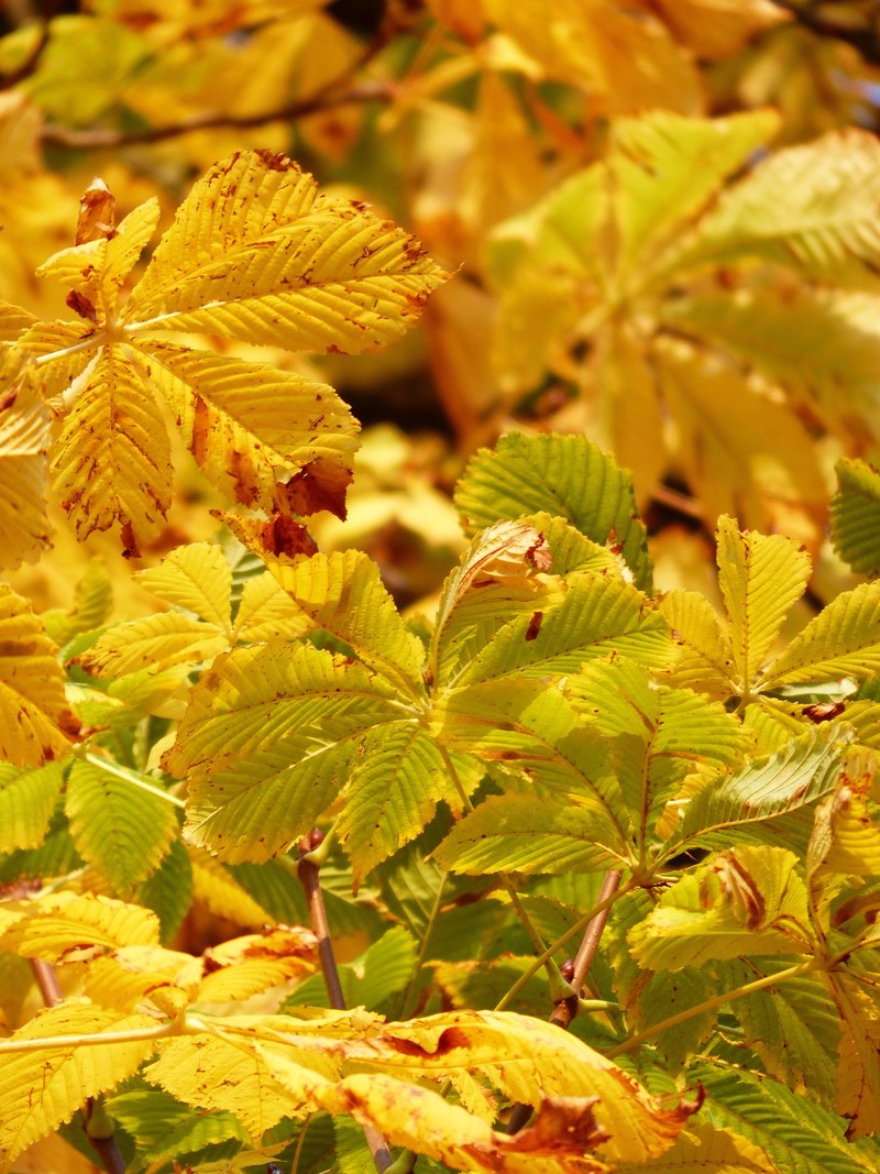 fall leaves golden rays light yellow yellow green 4k