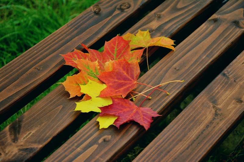 fall foliage maple leaves autumn colours emerge 4k