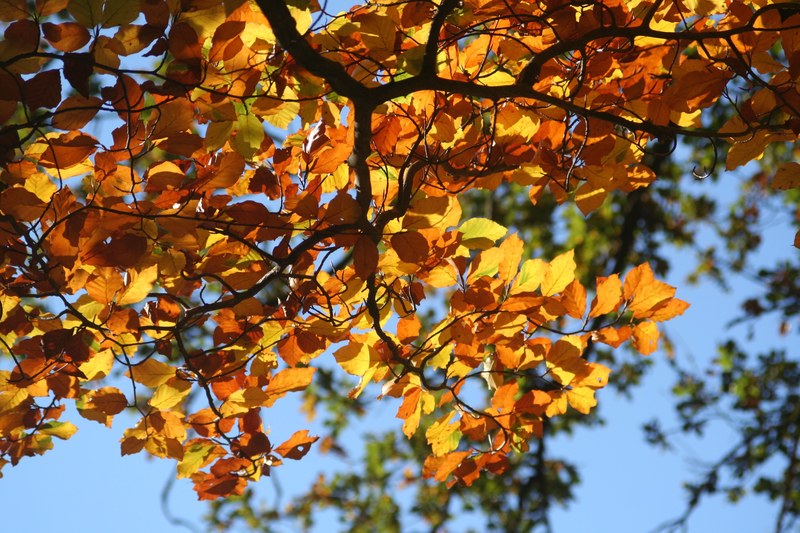 fall foliage colorful leaves beech 4k