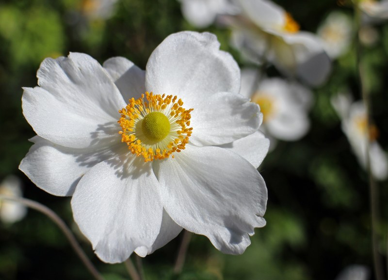 fall anemone white flower garden plant bloom 4k
