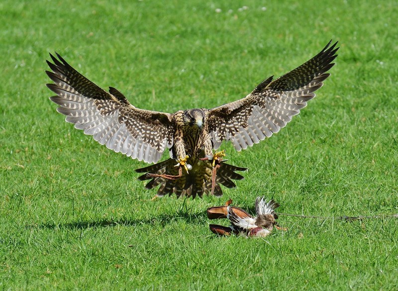 falcon wildpark poing approach prey access raptor 4k