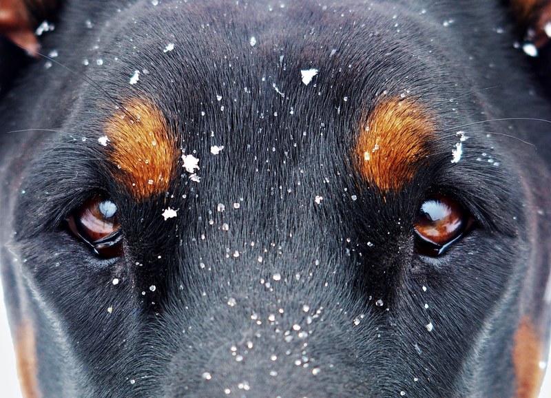 eyes and the snow flakes doberman snow dog eyes 4k