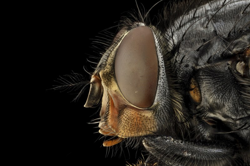 eye macro blue bottle fly blowfly insect close up 4k