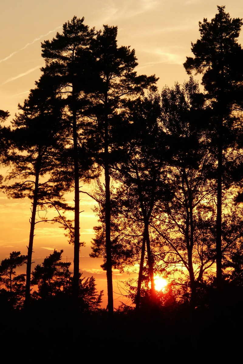 evening sky sunset afterglow sky trees 4k