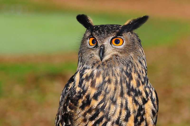 european eagle owl bird of prey owl bird sharp look 4k