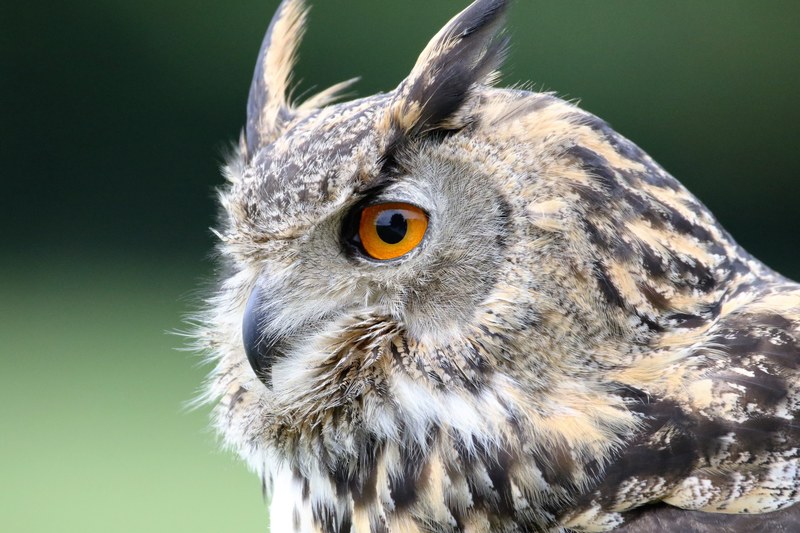eurasian eagle owl owl eurasian wildlife bird prey 4k
