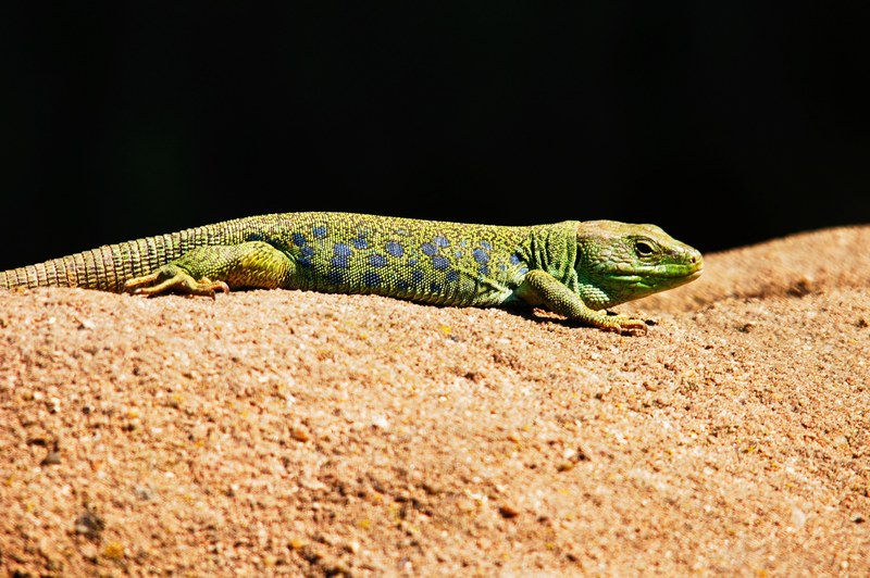 emerald lizard lizard animals nature 4k