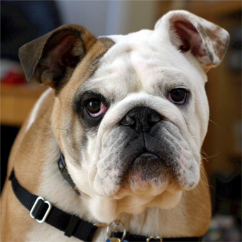 english bulldog bulldog canine dog adorable 4k