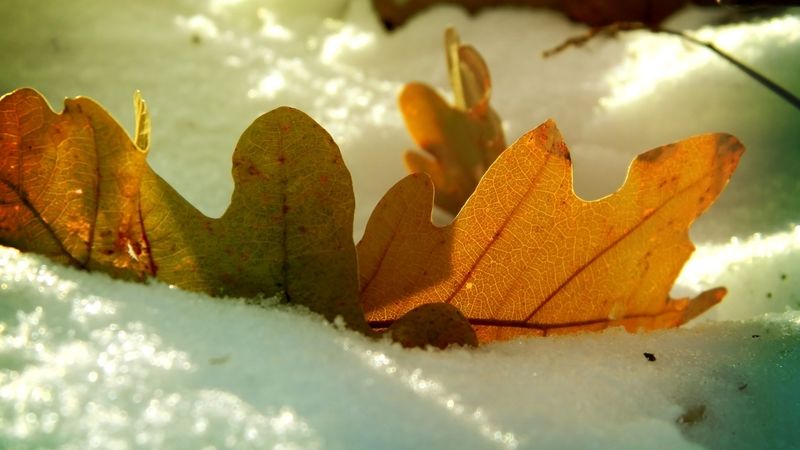 leaf, oak, autumn, snow, winter, 4k
