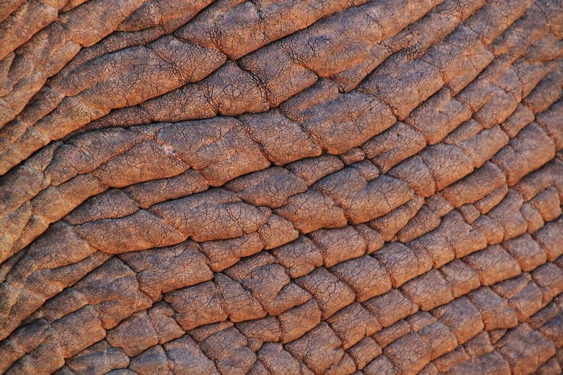 elephant skin elephant african bush elephant africa 4k