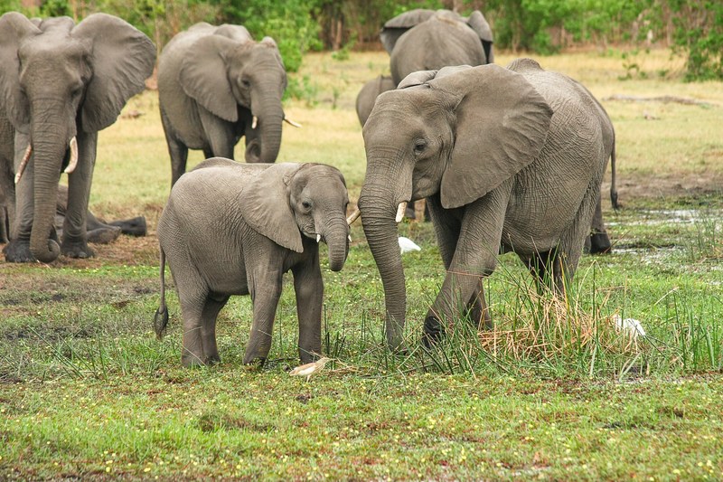 elephant africa african bush elephant proboscis 4k