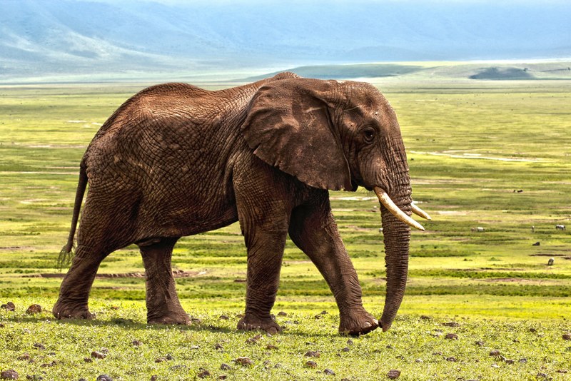 elephant safari animal defence color animals 4k