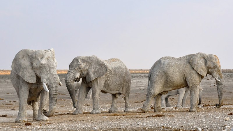 elephant herd of elephants africa namibia nature 4k