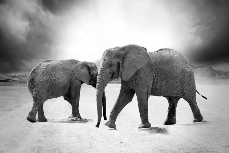 elephant ivory animals africa predator safari zoo 4k