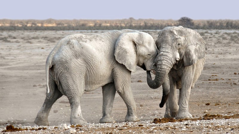 elephant africa namibia nature dry heiss 4k