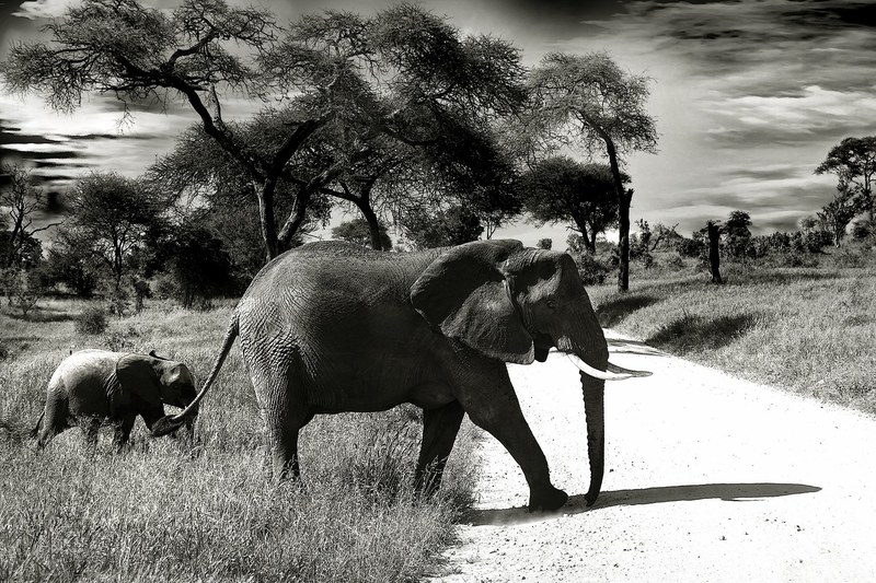 elephant baby elephant animal wilderness 4k