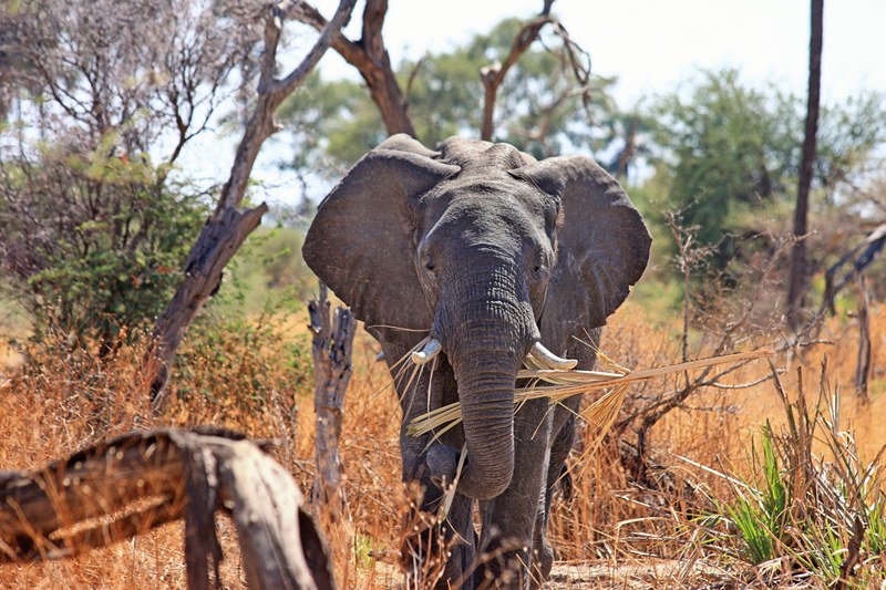 elephant animal proboscis safari africa 4k
