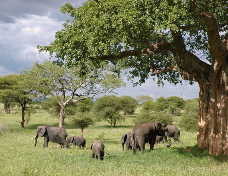 elephant elephants tanzania safari animal wildlife 4k