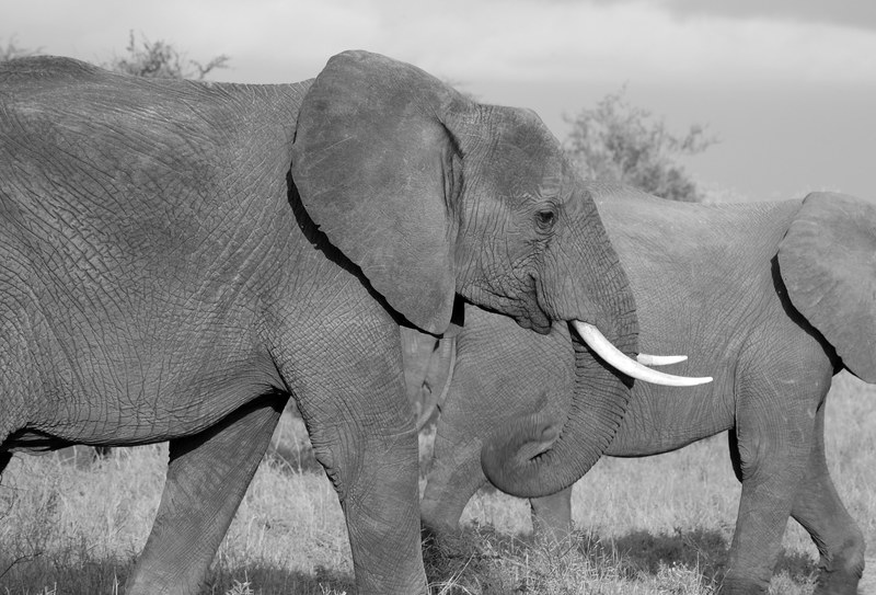 elephant safari wild mammal african trunk jungle 4k