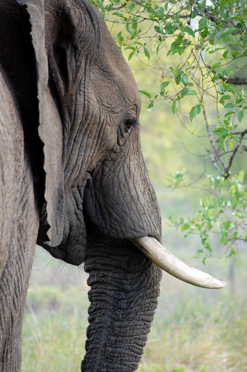 elephant tusk ivory animal trunk africa safari 4k