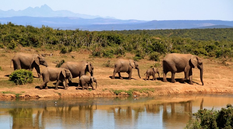 elephant herd of elephants african bush elephant 4k
