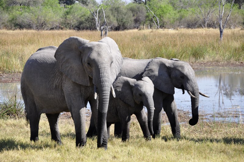 elephant africa okavango delta animal safari 4k