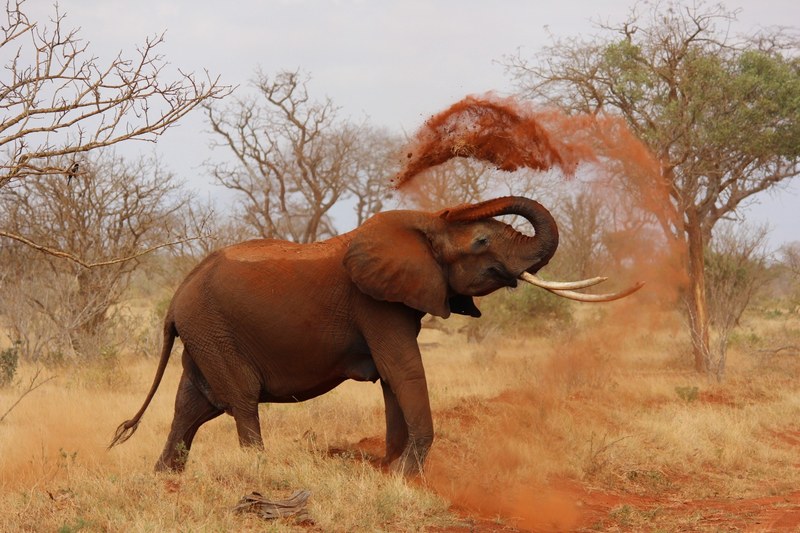 elephant africa african elephant kenya tsavo 4k