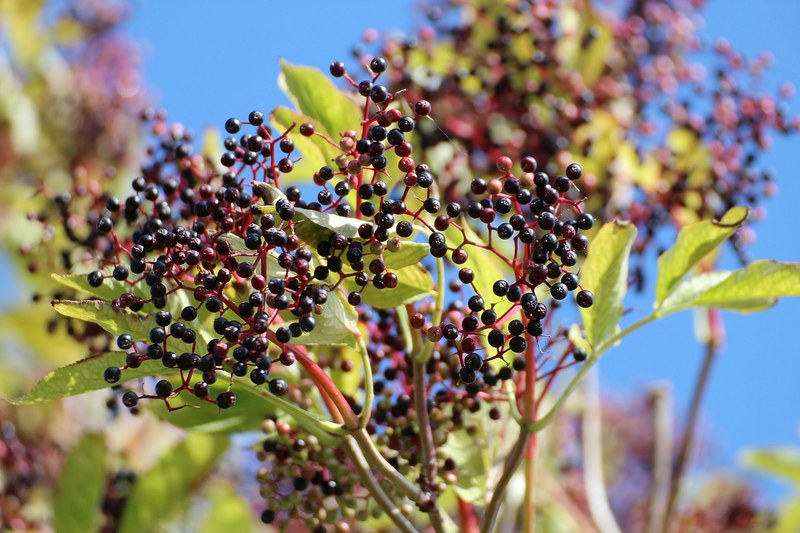 elder black elderberry sambucus nigra holder 4k