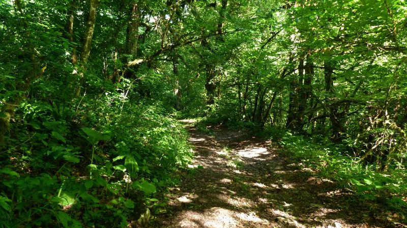 track, wood, road, leaves, way, 4k