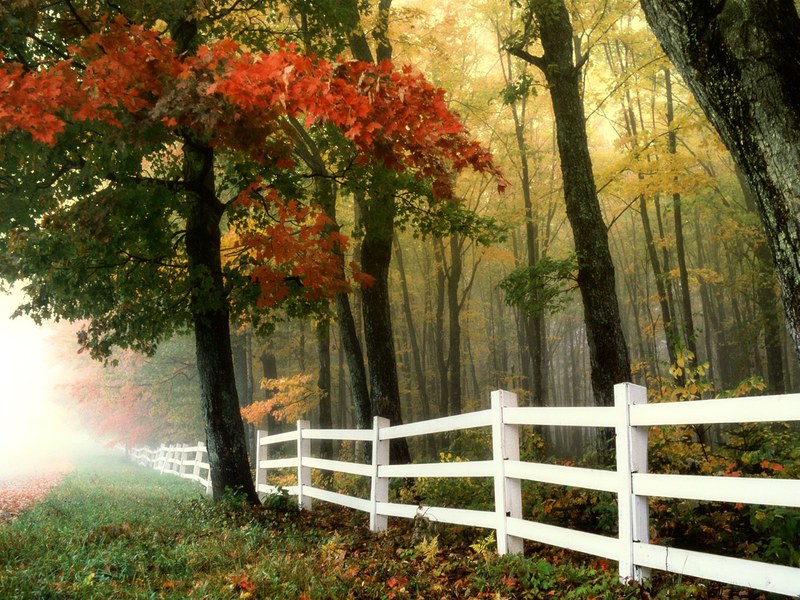 early morning autumn fall forest fence landscape 4k