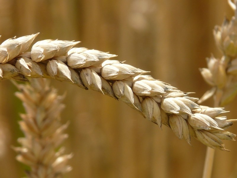 ear wheat cereals grain field wheat field 4k
