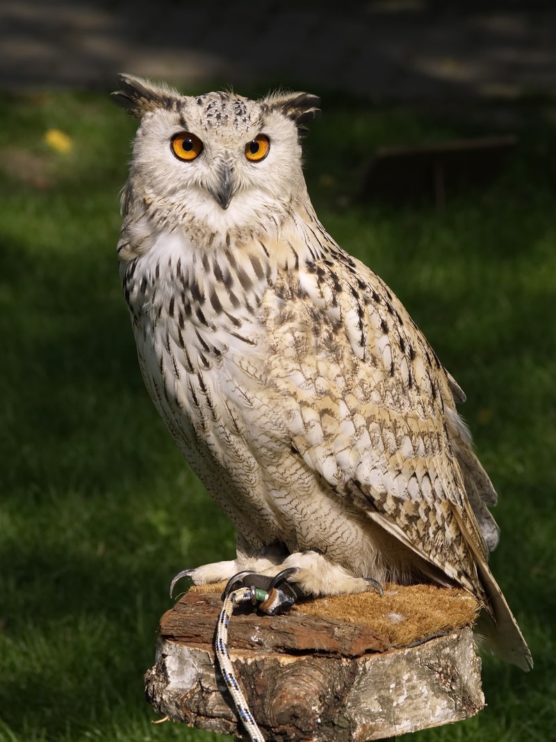 eagle owl raptor falconry owl bird of prey 4k