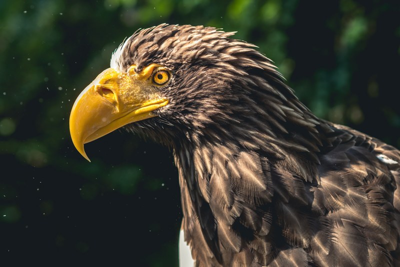 eagle bird of prey animal species birds wild 4k