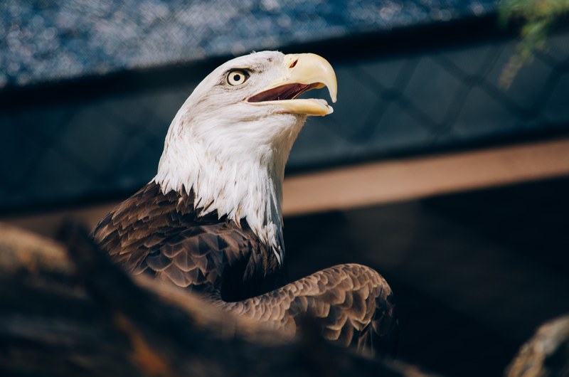 eagle bird animal beak raptor bald eagle 4k