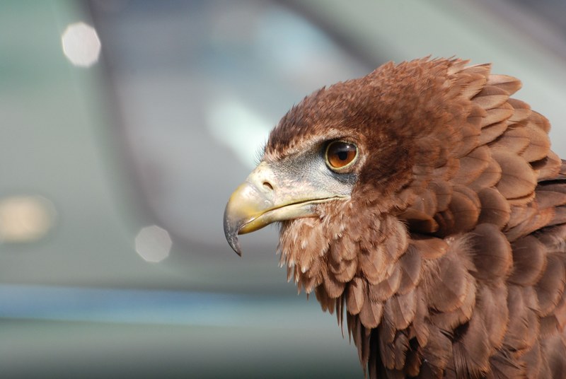 eagle raptor bird beak eyes falconry plumage 4k